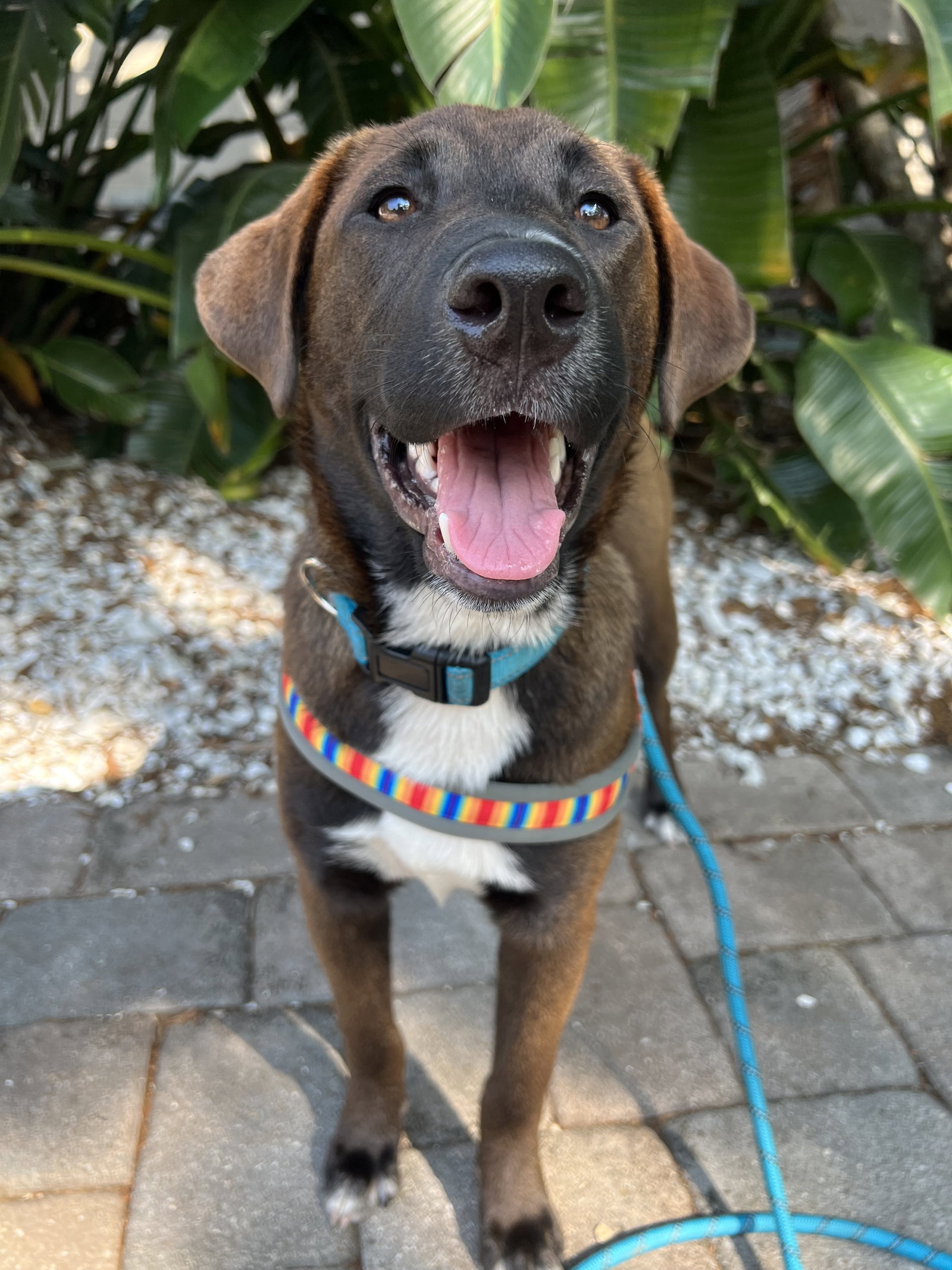 Dog for Adoption Spencer, a Labrador Retriever in Weeki Wachee