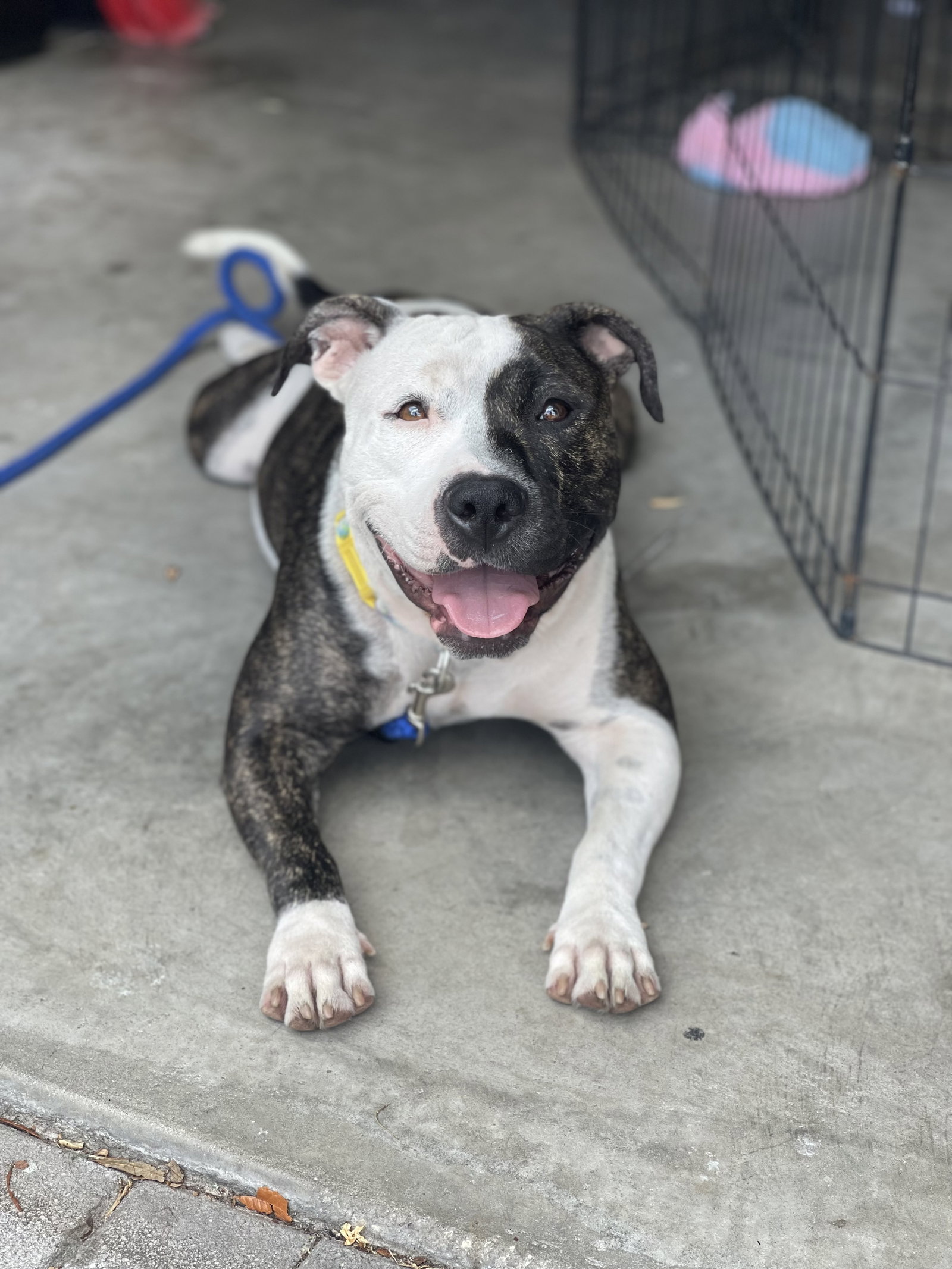 Dog for Adoption Mimi, a American Pit Bull Terrier in Dade City North