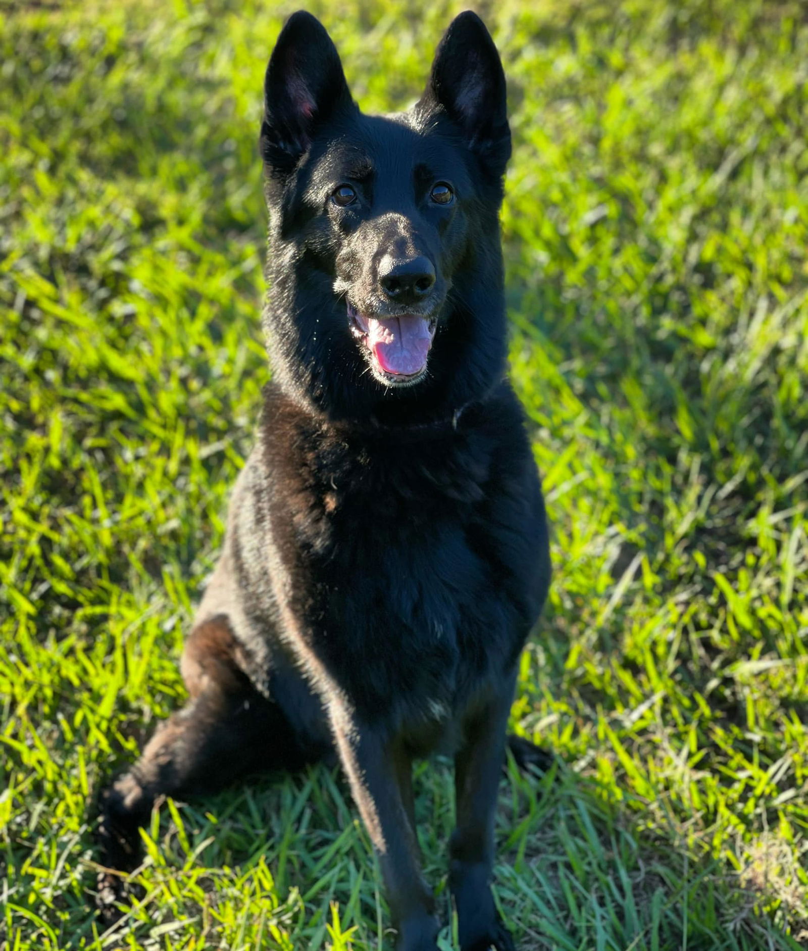 Dog for Adoption - Kimber, a German Shepherd Dog in Winter Haven, FL ...