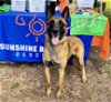 adoptable Dog in plant city, FL named Wesson