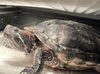 adoptable Turtle in Derwood, MD named *FLIPPER