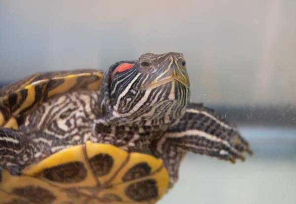 adoptable Turtle in Derwood, MD named MIMI