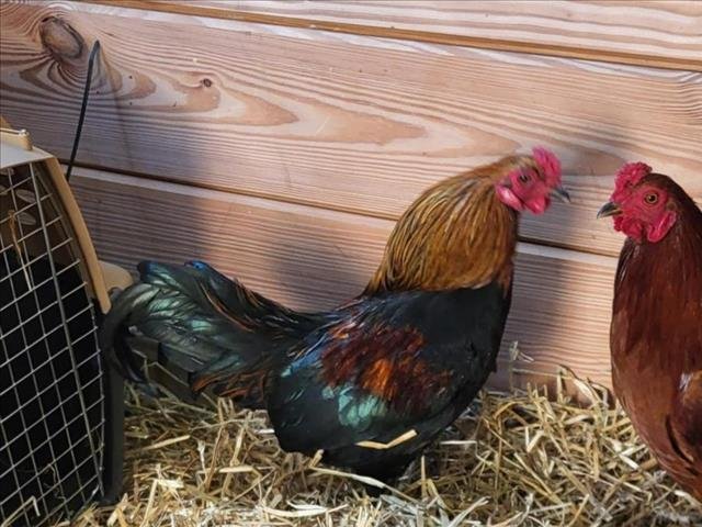 adoptable Chicken in Derwood, MD named NOODLE
