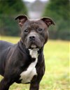 adoptable Dog in , MD named KING
