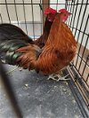 adoptable Chicken in  named CORY
