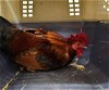 adoptable Chicken in  named JUSTIN B