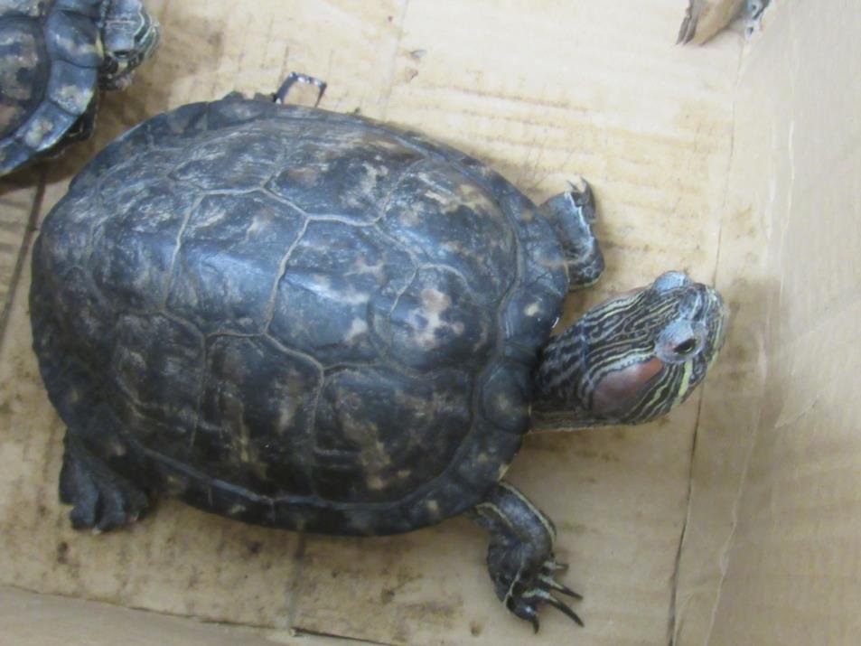 adoptable Turtle in Derwood, MD named *WATER SLIDE