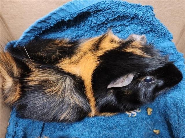adoptable Guinea Pig in Derwood, MD named MAUI