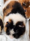 adoptable Guinea Pig in , MD named LUX