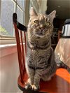 adoptable Cat in , MD named NIPPA
