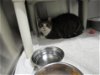 adoptable Cat in , MD named MICHELLE