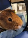 adoptable Guinea Pig in  named *MEATBALL