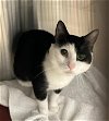 adoptable Cat in , MD named MILO