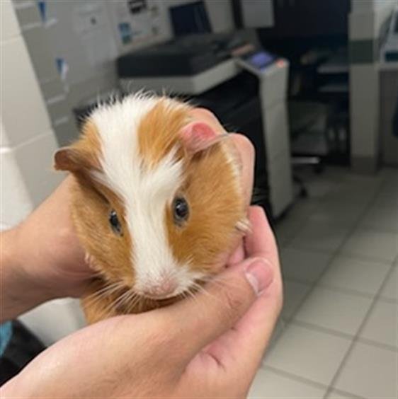 adoptable Guinea Pig in Derwood, MD named *TUNNOCK