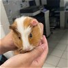 adoptable Guinea Pig in , MD named *TUNNOCK
