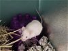 adoptable Mouse in  named *MIGHTY MOUSE