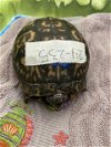 adoptable Turtle in , MD named MI-SHELL