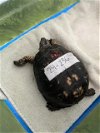 adoptable Turtle in , MD named MARIE ANN-TURT-ETTE