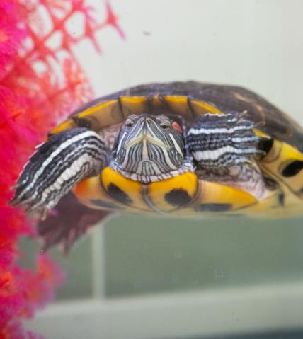 adoptable Turtle in Derwood, MD named DJ