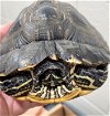 adoptable Turtle in derwood, MD named LEO