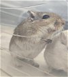 adoptable Gerbil in , MD named MOUSE