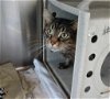 adoptable Cat in , MD named LULA