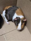 adoptable Guinea Pig in derwood, MD named *NEOPOLITAN
