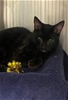 adoptable Cat in derwood, MD named *TONY