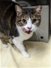 adoptable Cat in , MD named MICHELLE
