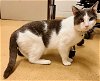 adoptable Cat in derwood, MD named *LOGIC