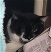 adoptable Cat in derwood, MD named *PURPLE