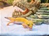adoptable Lizard in  named SUNNY