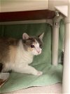 adoptable Cat in derwood, MD named *MARTI