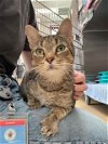 adoptable Cat in derwood, MD named JUNIOR