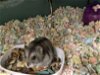 adoptable Hamster in , MD named ALEX
