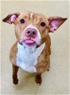adoptable Dog in  named *SUMMER