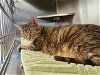 adoptable Cat in derwood, MD named MARLEY