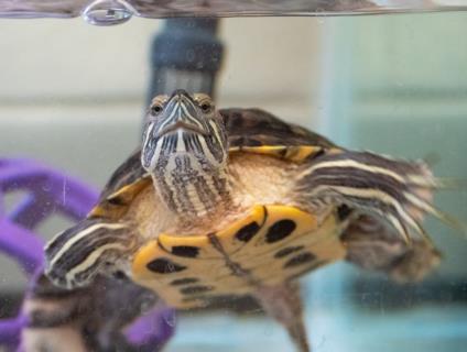 adoptable Turtle in Derwood, MD named SUNNY