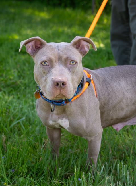 adoptable Dog in Derwood, MD named ICE'AH