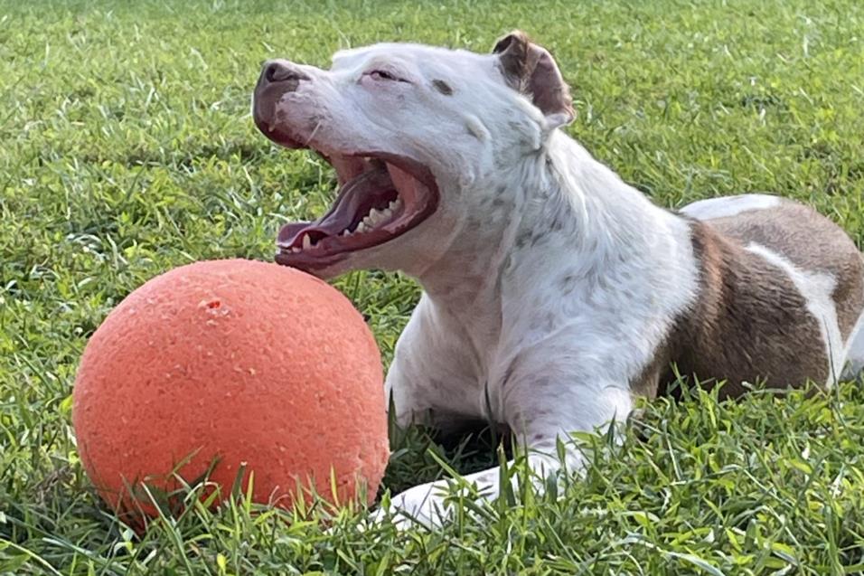 adoptable Dog in Derwood, MD named *BIJOU