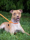 adoptable Dog in Derwood, MD named XAN