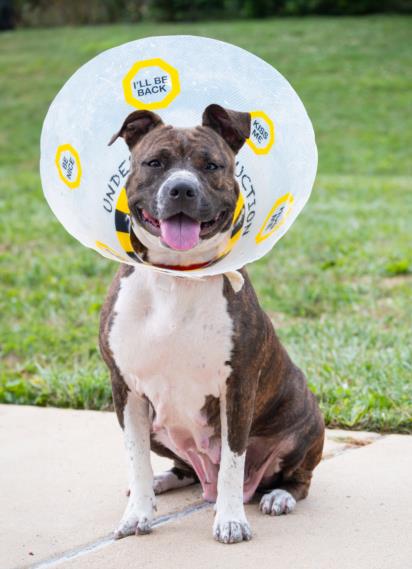 adoptable Dog in Derwood, MD named MISSY