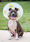 adoptable Dog in , MD named MISSY