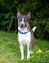 adoptable Dog in , MD named *BULLET