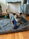 adoptable Dog in derwood, MD named *CHANEL