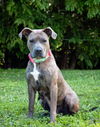 adoptable Dog in Derwood, MD named *CHANEL