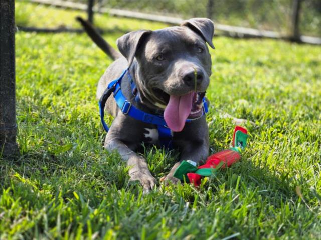 adoptable Dog in Derwood, MD named *MAN-RAM