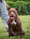 adoptable Dog in Derwood, MD named JULIET