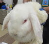 adoptable Rabbit in derwood, MD named COCO