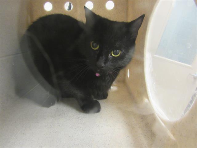 adoptable Cat in Derwood, MD named SHY